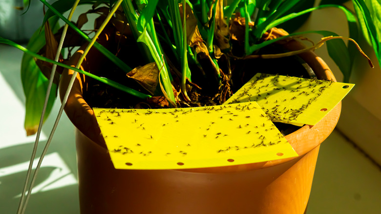 fungus gnat on plant