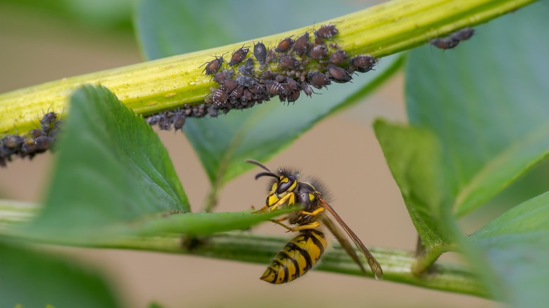 wasp eating aphid honeydew