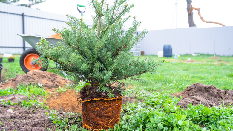 Conifer tree ready to be planted