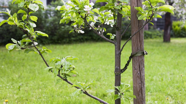 Apple tree with stake