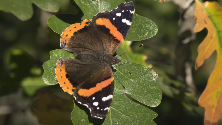 moth on laurel oak tree