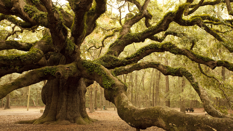 massive live oak tree