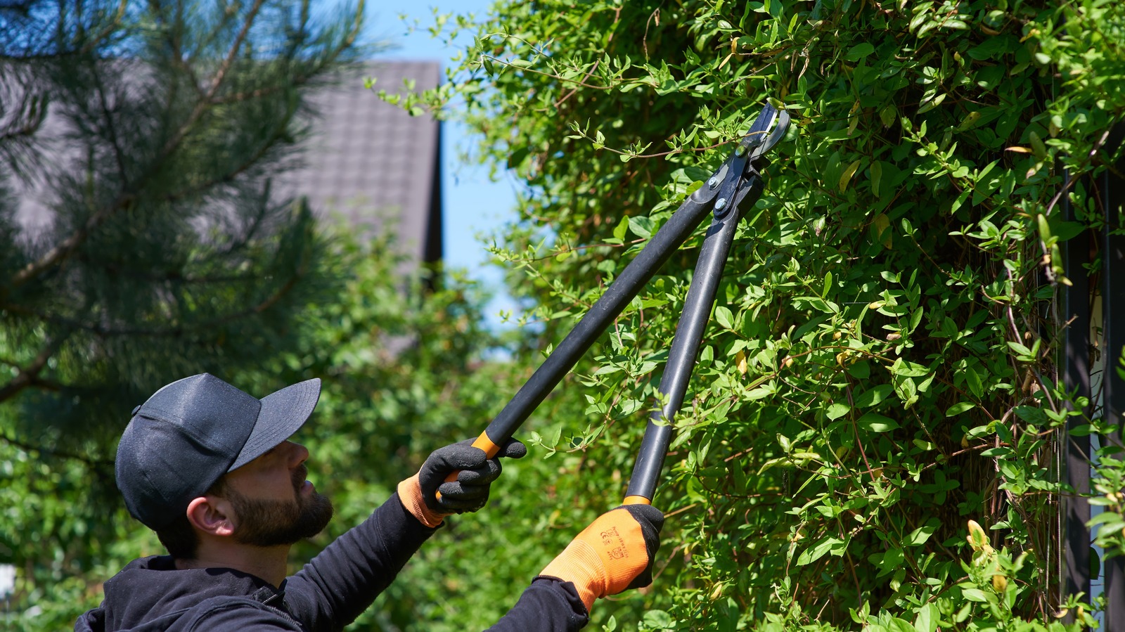 The Common Trimming Practice That's Actually Killing Your Trees