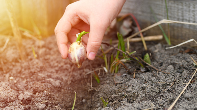 Gardener planting a clove of garlic