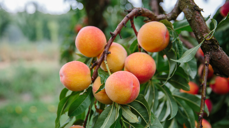 Ripe orange peaches on a tree