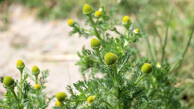 Pineapple weed up-close