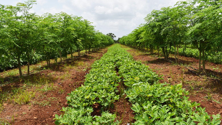 legumes planted between tree rows