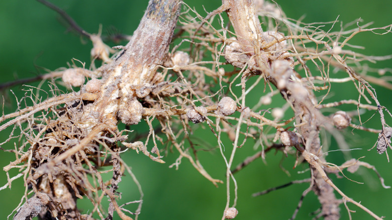 legume root nodules