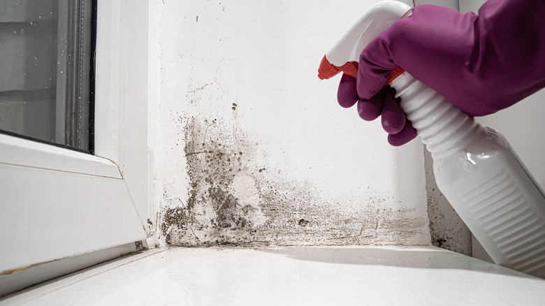 Person spraying mold with cleaner