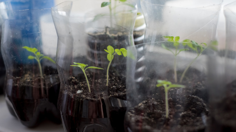 Modified plastic soda bottles with seedlings growing inside