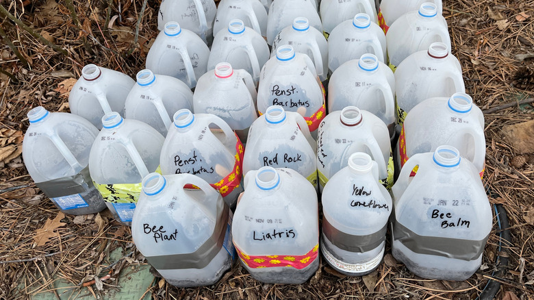 Milk jugs filled with winter sown seeds