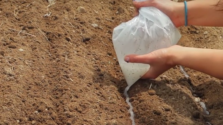 Carrot seeds in cornstarch gel being pumped into garden rows