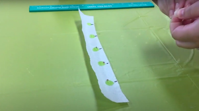 Seed tape with dots of cornstarch gel and seeds