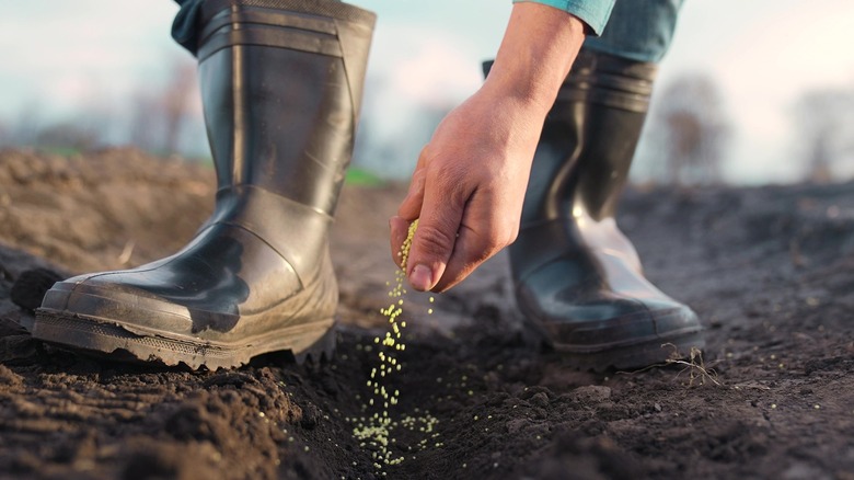 Hand sowing seeds in garden