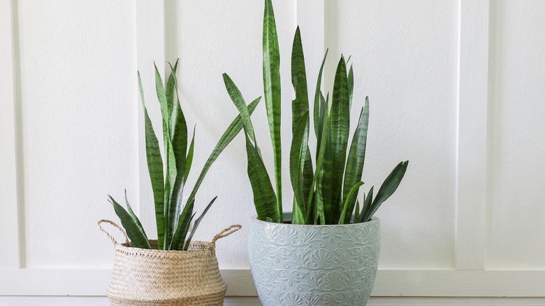 Indoor plants in front of wall