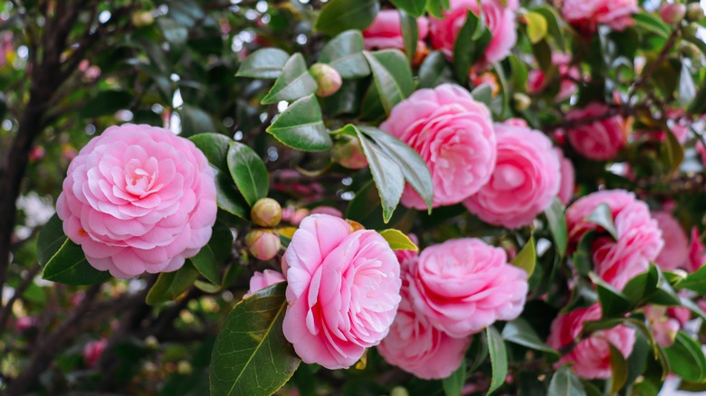 Light pink camellias in bloom