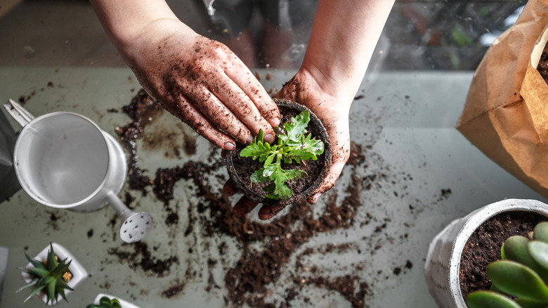 transplanting seedling