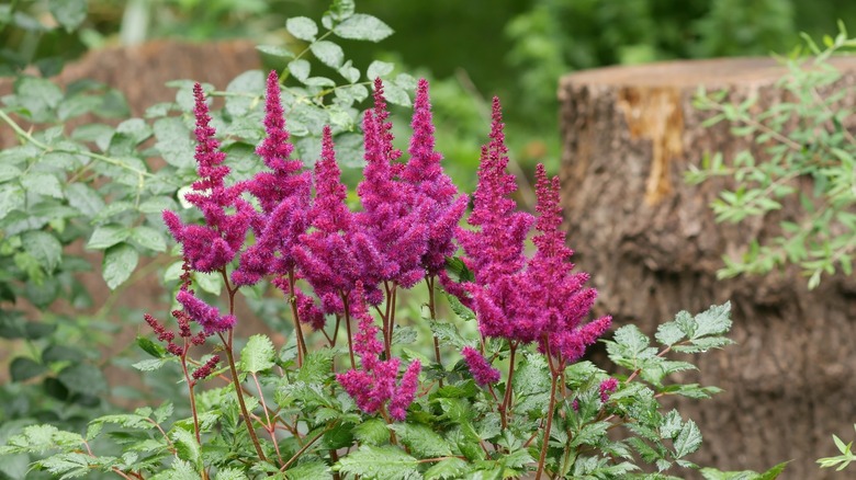 Astilbes growing in the yard