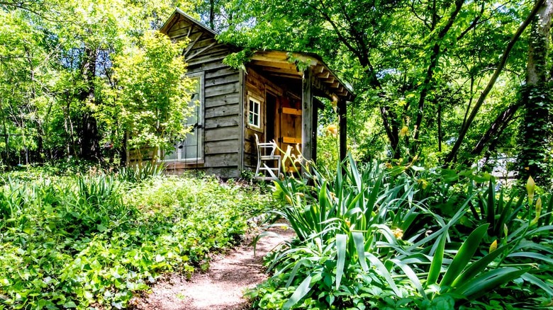 small cabin surrounded by greenery