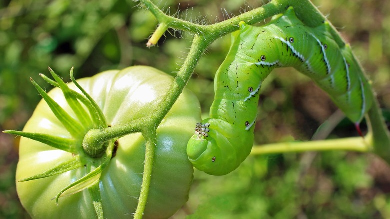 Hornworm on tomato plant