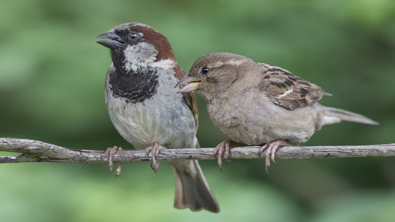 Two house sparrows perched on a thin branch