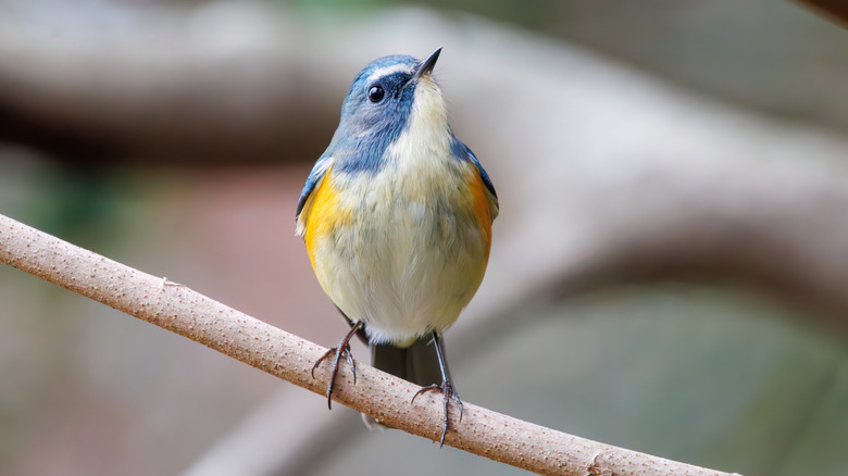 colorful bird perched on tree branch