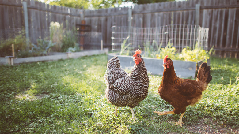 Two chickens in backyard garden