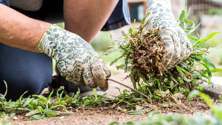 Person wearing garden gloves pulling weeds