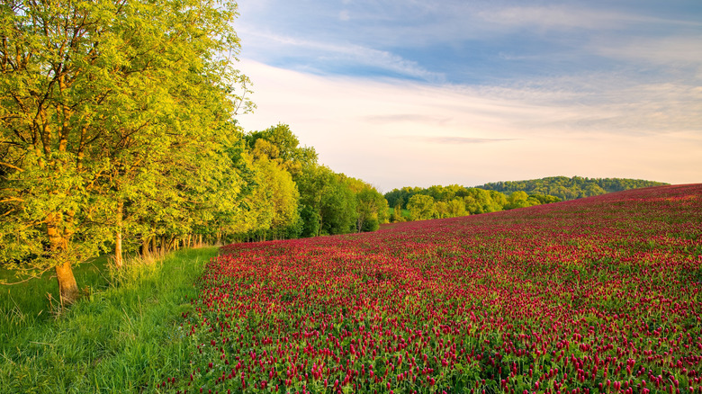 A large field of crimson clover next to a forest