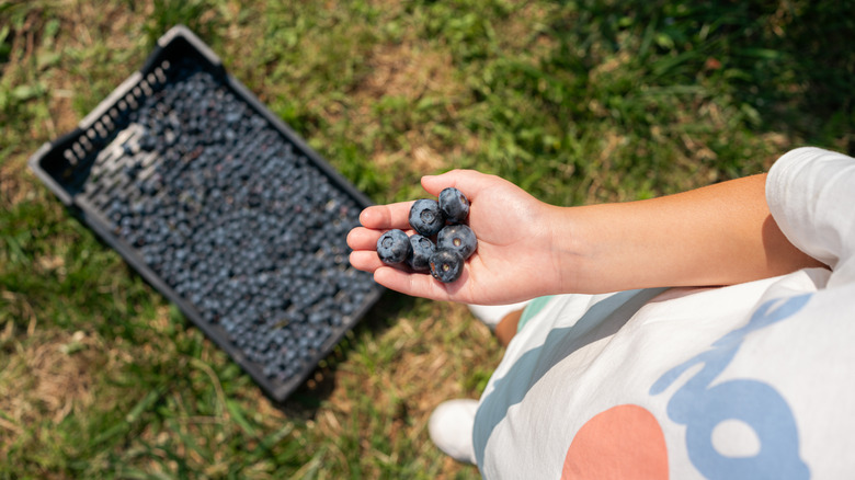 person holding berries