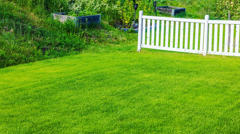 Green lawn with fence