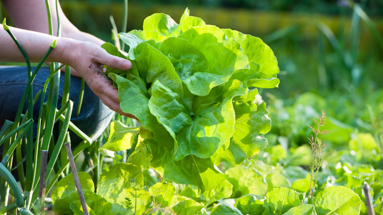 woman with lettuce in garden