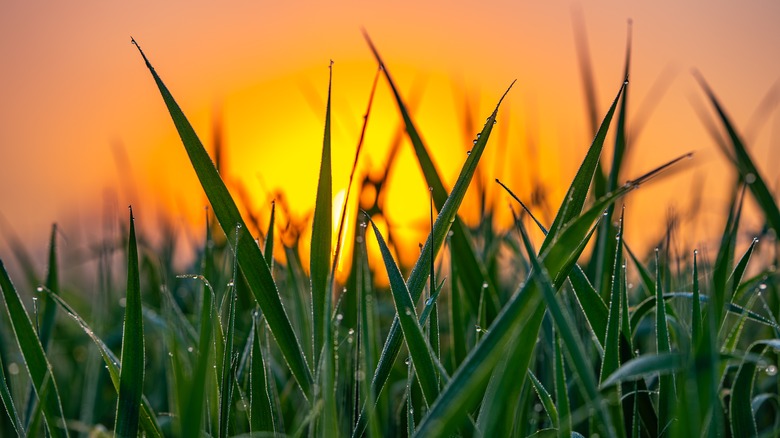 long grass against a sunset