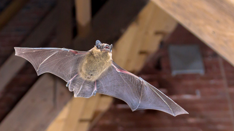 Bat in attic space