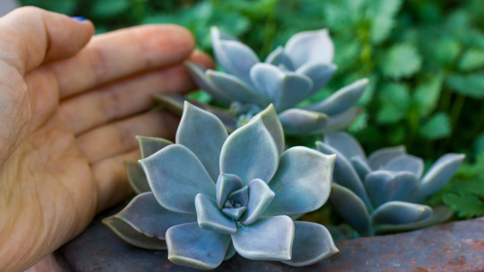 The Crucial Mistake You Don't Want To Make With Your Ghost Plant