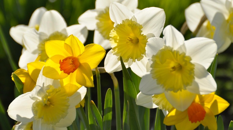 Flowering daffodils in spring