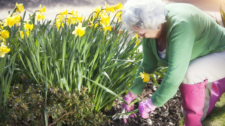 Woman gardening with daffodils