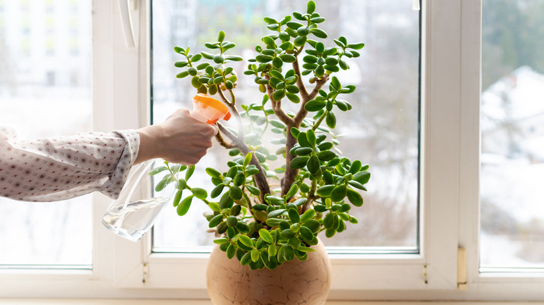 Spraying a jade plant