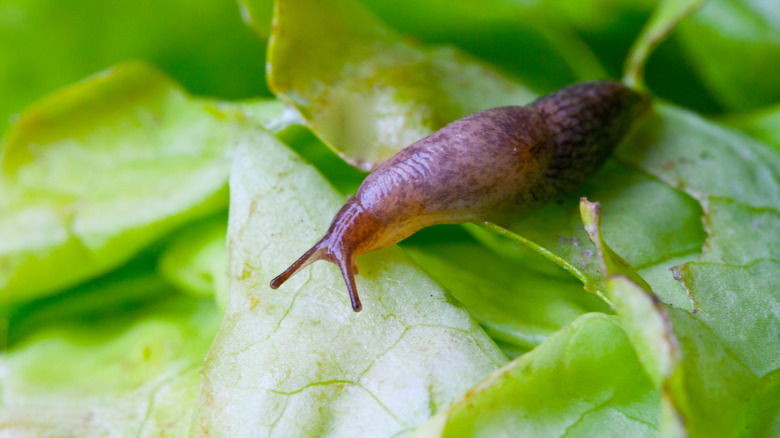 slug on lettuce 