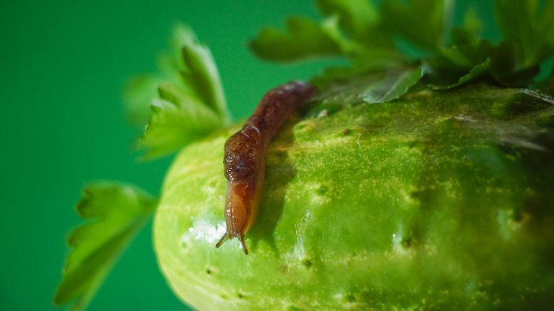 slug on cucumber closeup