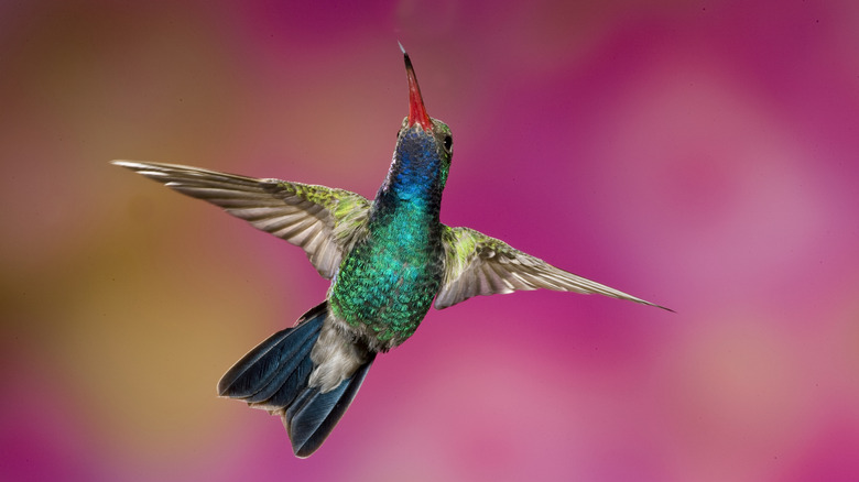 Shimmering blue and green hummingbird flying through the air