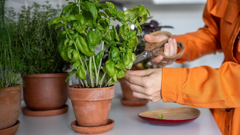 Herbs on kitchen counter