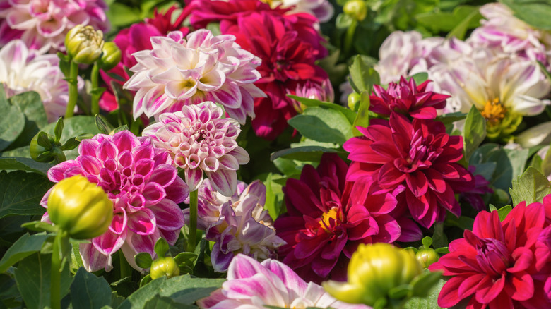 pink dahlias