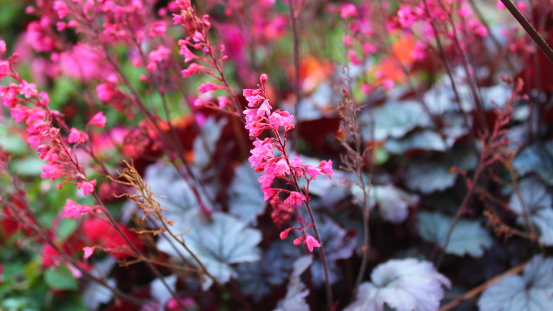 blooming purple leaved heuchera