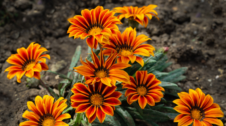 Gazanias Look Like Daisies And Attract Butterflies To Your Garden