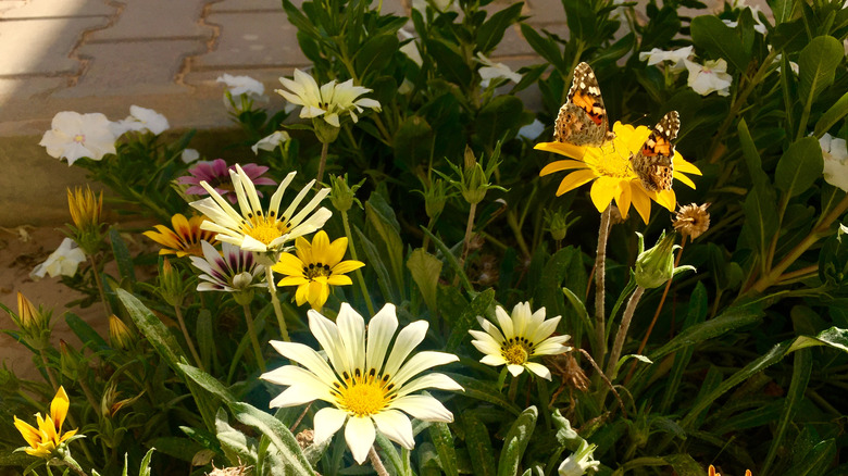 multiple butterflies on gazania flower