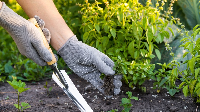 person pulling weeds