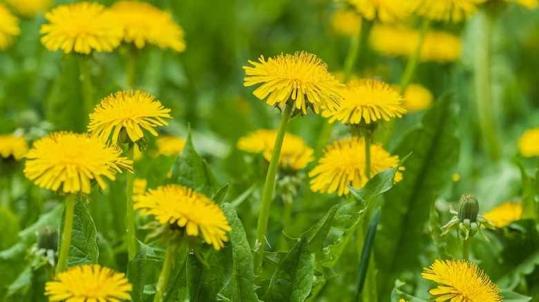 field of dandelions