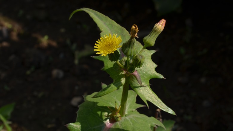 Annual sowthistle flowering