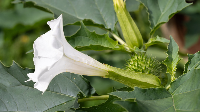 white jimsonweed flower